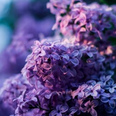 Lilac Anima