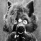 Orbit Fox