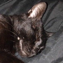 vampkiizziito (⁠≧⁠▽⁠≦⁠)🌈🐕