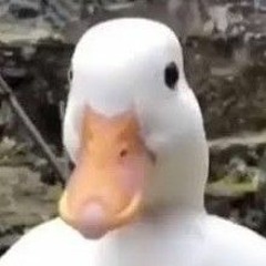 the duckist