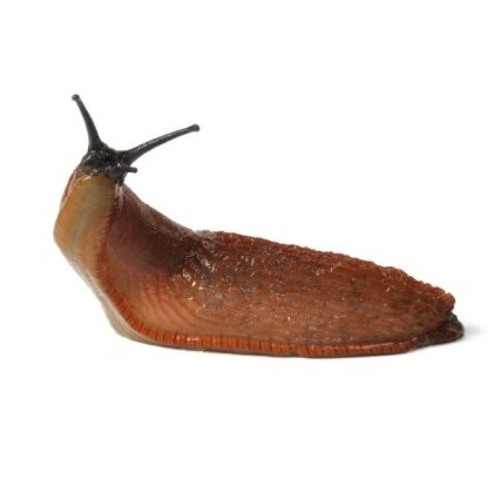 midnight slug’s avatar