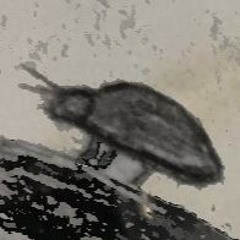 lowpolyangel