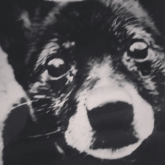 SEMoos