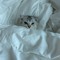 cat♡