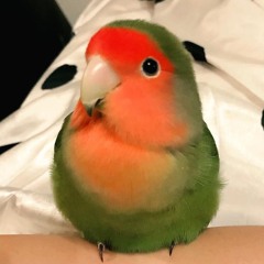 Rosália Lima Dos Santos Silva