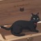 Jiji Kuroneko (uu*)