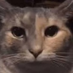 bb