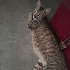 Thaung