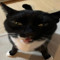 dis catto