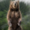 BEARSHAKER