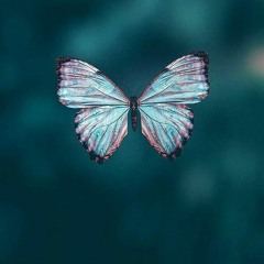 🦋🪷