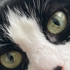 dan