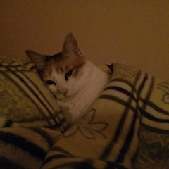 Максим Доков