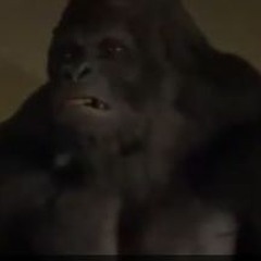 Gorilla