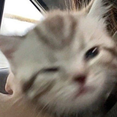 짼냥이