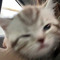 짼냥이