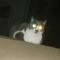 mr cat