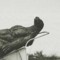 godzilla fucking died