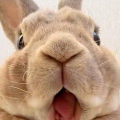 エルゼン