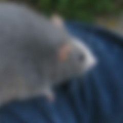 big rat