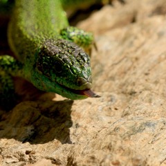 ALF studio Artistique : Musique Maestro =(°<>°)=