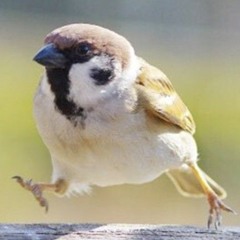 wakawaka