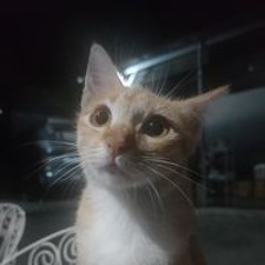 Christopher Nazareno