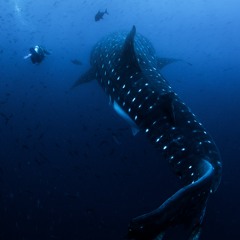 Andy Luciani