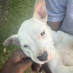 TAURXS