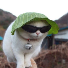 Cmdjl06