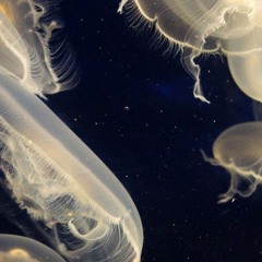 Stellar