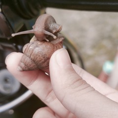 That lazy ah snail