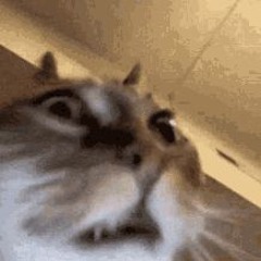 fregnub