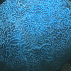 koukou_brain