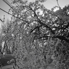 FourSeasonsComeAndGo