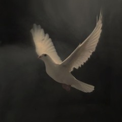 دارين
