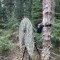 Phil Mill - Wildlife and Nature Sounds