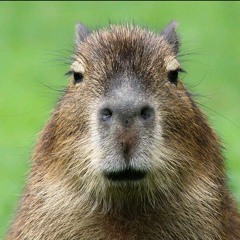 Ivan