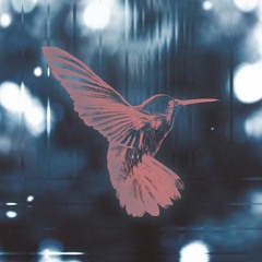 Hummingbird (by) Benjamin Philippe Zulauf