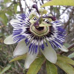 guichette