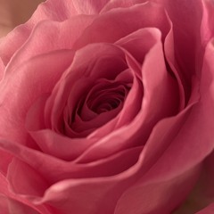 LaurenRose EveningSong