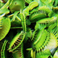 FLYTRAP