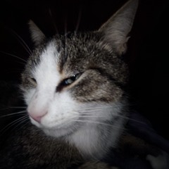 Vesky