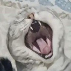 zxcghoulSSS