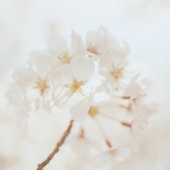 سُـرَى ~
