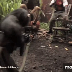 chimp