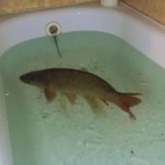 Fishtecc