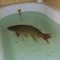 Fishtecc