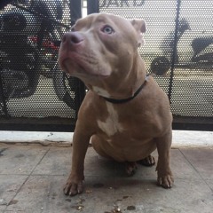 psydogg