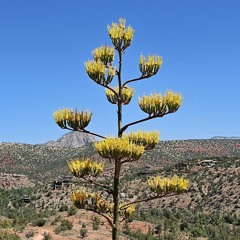 cristian'$ music gems